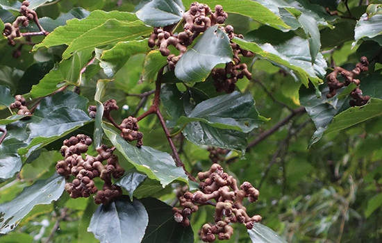 陕南有哪些特色水果 陕西特产