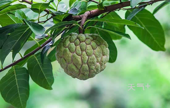 珠海有哪些可以带走的特产广东珠海特产