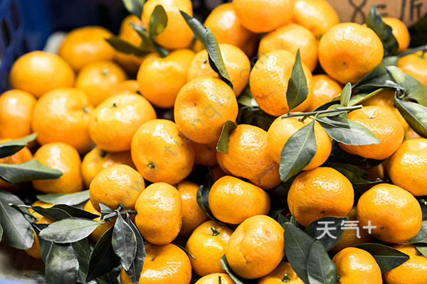 普洱特产三:镇沅柑桔