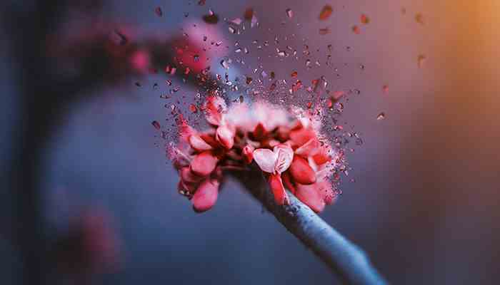 凌波仙子是什么?花 什么?花别称是凌波仙子（组图）