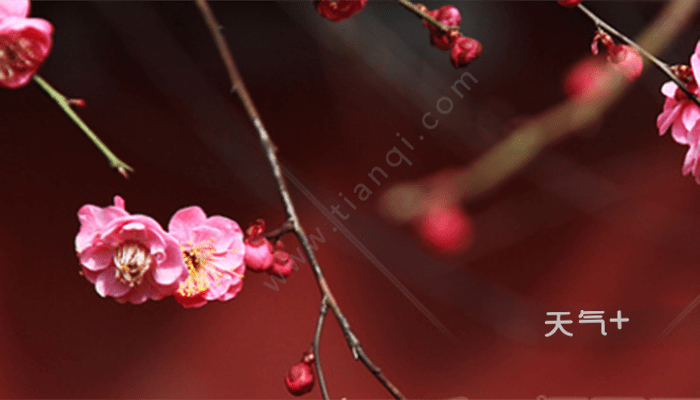 四月开什么花四月什么花开 天气加