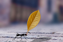 蚂蚁是怎么搬运食物的 蚂蚁搬运食物的方法