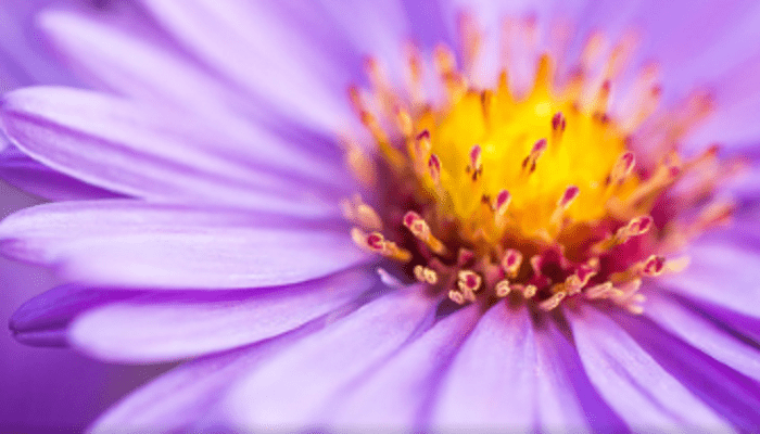 紫菀的功效与作用 紫菀的作用是什么