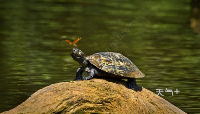草龟怎么养 养草龟最简单的方法