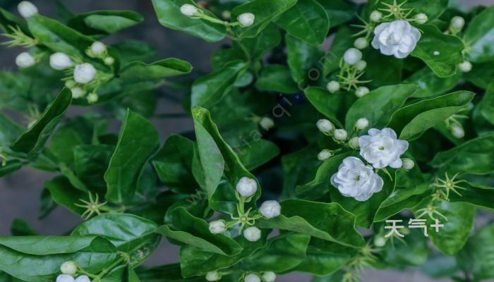 茉莉花语 茉莉花的花语是什么