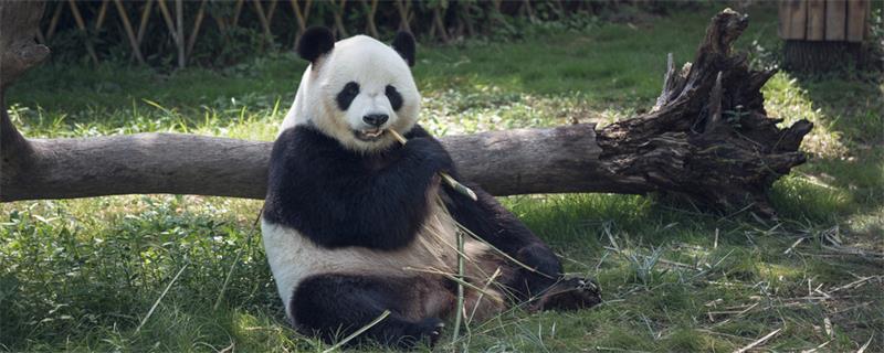 熊貓的生活習性 熊貓的生活習性有哪些