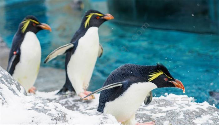 北极没有企鹅是因为 北极为什么没有企鹅