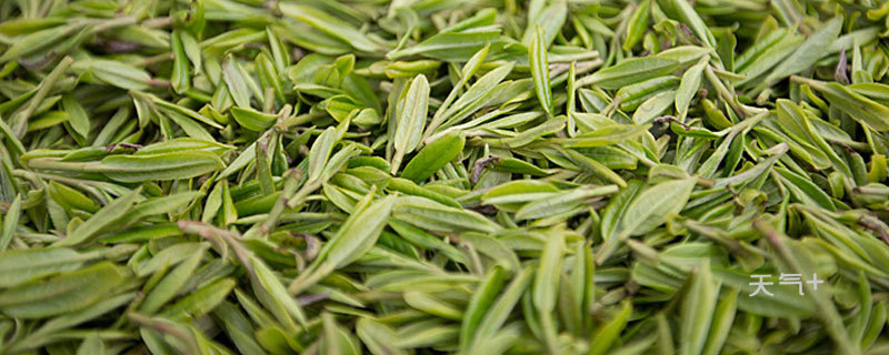 4,乌龙茶:乌龙茶也就是青茶,是一类介于红绿茶之间的半发酵茶.