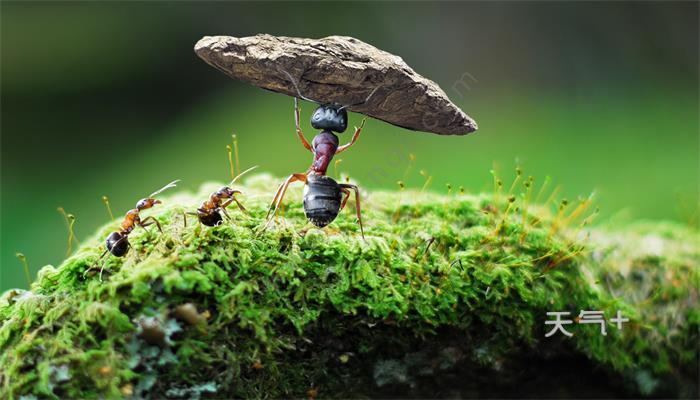 蚂蚁搬家要下雨 蚂蚁搬家要下雨是因为什么