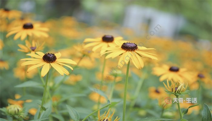 小雏菊花语 小雏菊的花语是什么