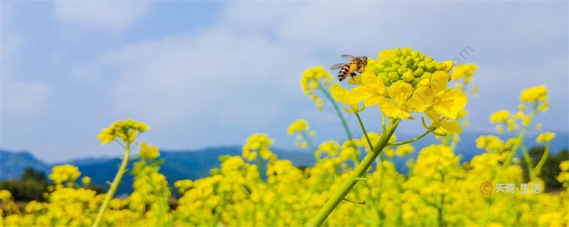 油菜花什么时候开 油菜花开的时间