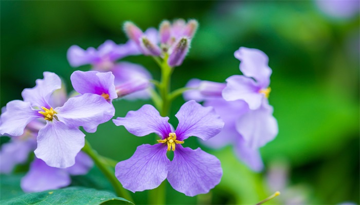 紫色的花有哪些 有哪些紫色的花
