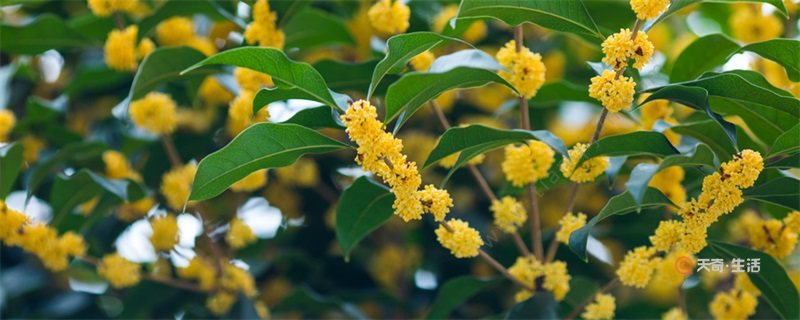 桂花树的特点 桂花树的特点是什么