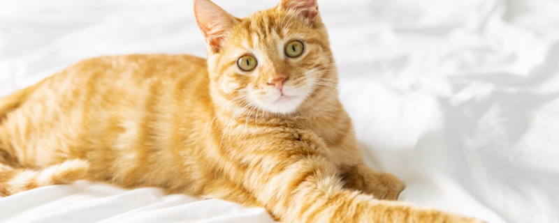 梦到领养小猫什么意思 梦到领养小猫是什么征兆