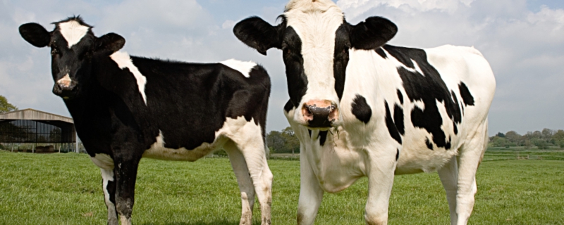 梦见奶牛代表什么 梦见奶牛是什么征兆