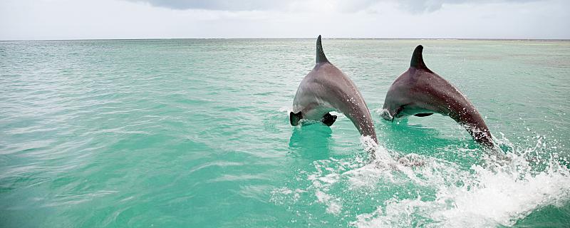 梦见海豚和自己亲近是什么意思 梦见海豚和自己亲近代表了什么