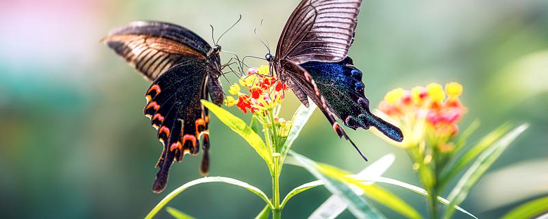 梦见蝴蝶在身旁飞是什么预兆 梦见蝴蝶在身旁飞是什么意思
