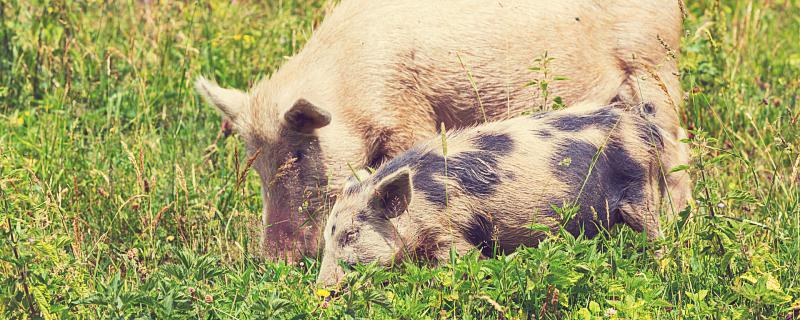 猪的六合生肖 猪的六合生肖是什么