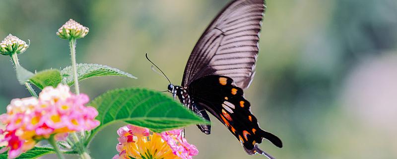 梦见蝴蝶在花丛中飞舞是什么意思 梦见蝴蝶在花丛中飞舞是什么征兆