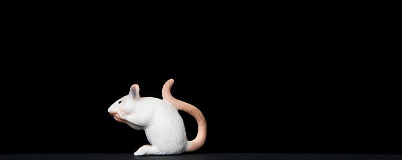 梦见小白鼠预示什么 梦见小白鼠什么意思