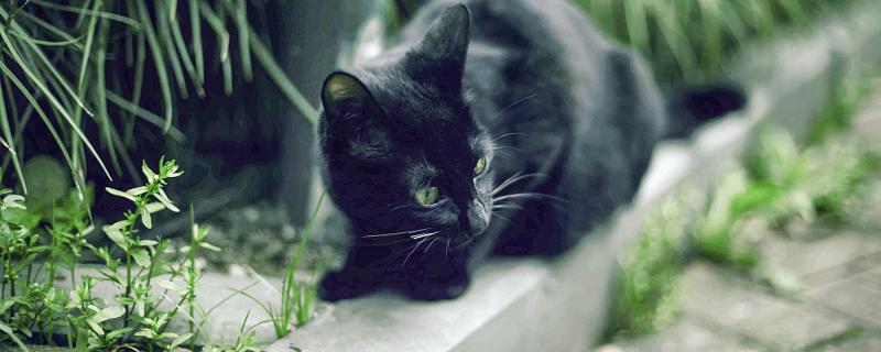 梦到黑猫有什么预兆 梦到黑猫意味着什么