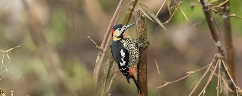 梦到无毛鸟预示着什么 梦见无毛鸟代表什么预兆