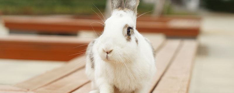 梦到兔子是什么意思 梦见兔子代表什么预兆