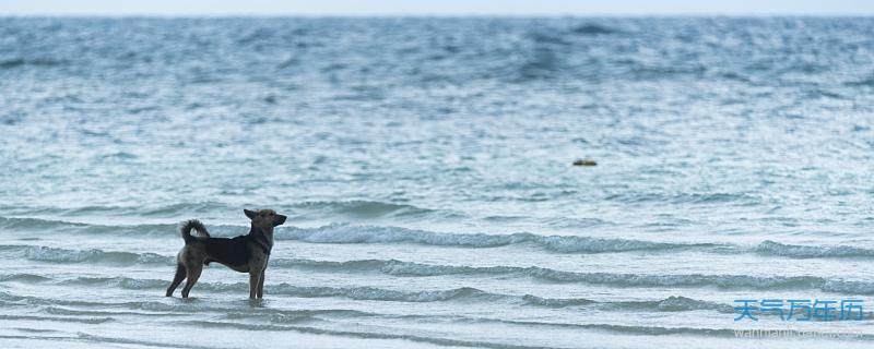 梦境解析，河边死而复生的狗——生命力的象征与内心深处的觉醒