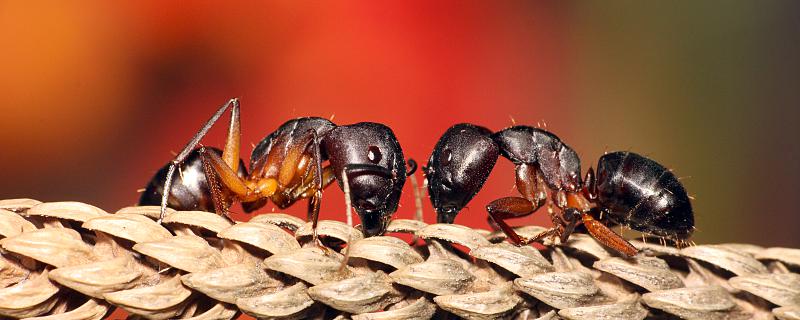 梦到很多黑蚂蚁意味着什么 梦见很多黑蚂蚁是什么意思