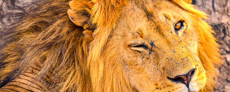 梦到狮子是什么意思 梦见狮子预示着什么