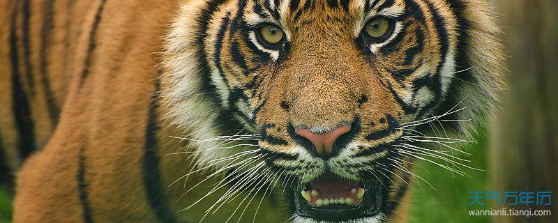 摄图网_300697996_苏门答腊虎豹的肖像,蒂格里斯苏门答腊大猫被囚禁（企业商用）.jpg