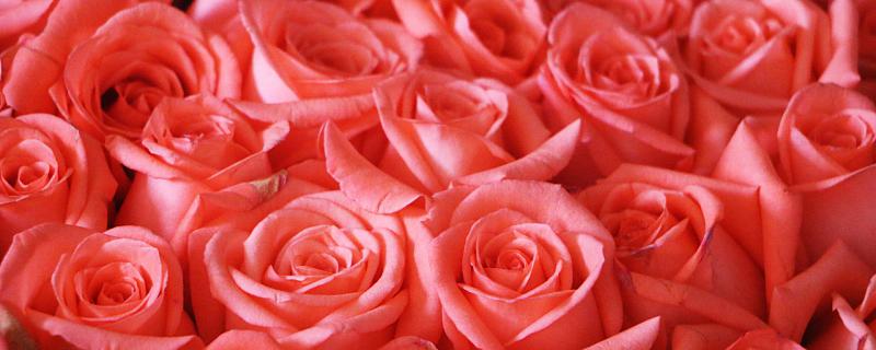 梦见玫瑰花是什么意思 梦见玫瑰花是什么预兆