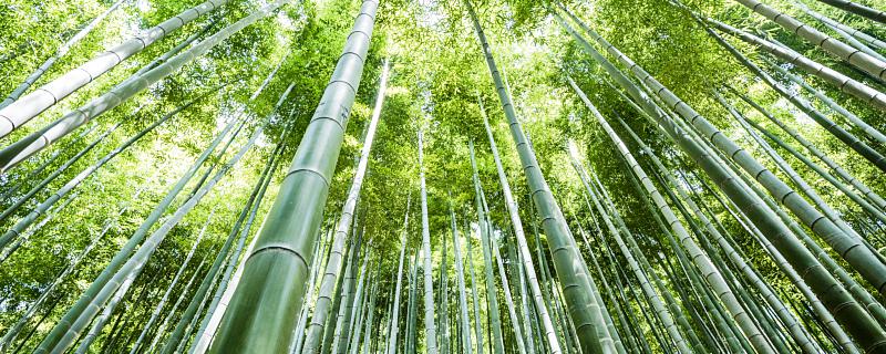 梦见竹子事业将会更上一层楼 做梦梦见竹子预示着什么
