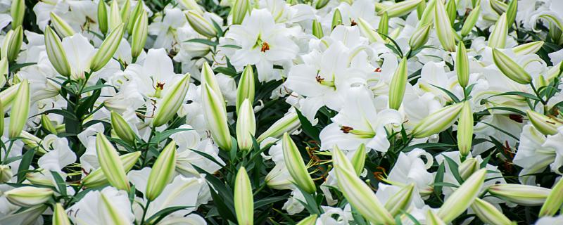 梦见白色百合花什么意思 梦里出现的白色百合花象征什么