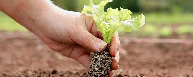 梦见莴苣有什么寓意 梦见莴苣代表什么预兆