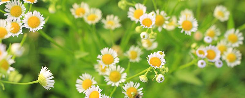 梦到菊花有什么寓意 梦到菊花是什么意思