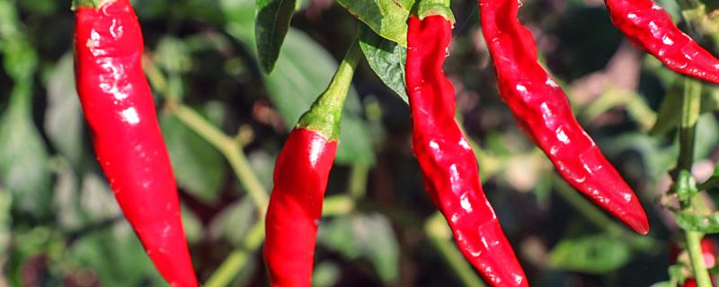 梦到干红辣椒预兆着什么 梦到干红辣椒是什么意思