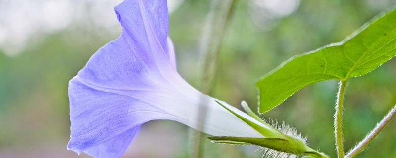 梦见牵牛花是什么意思 做梦梦见牵牛花寓意什么