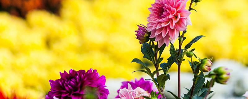 梦见一束菊花有什么寓意 梦见一束菊花表示什么