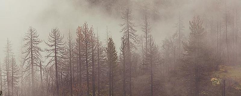 梦见天气有雾预示什么 梦见天气有雾是什么意思