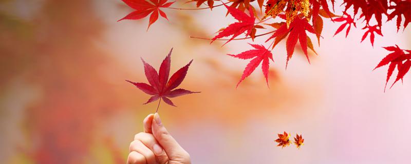 梦见枫叶好不好 梦见枫叶预示什么