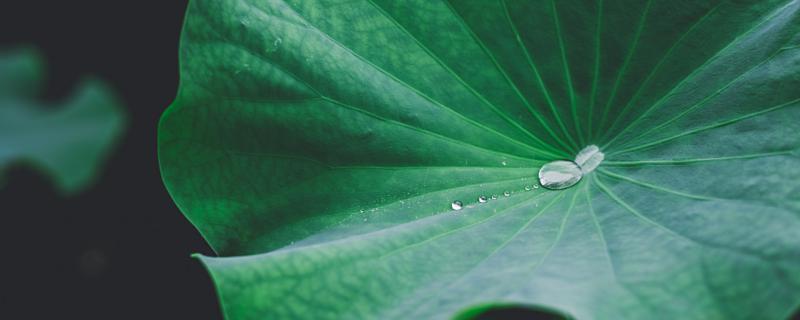 梦到露水预兆着什么 梦见露水代表什么预兆