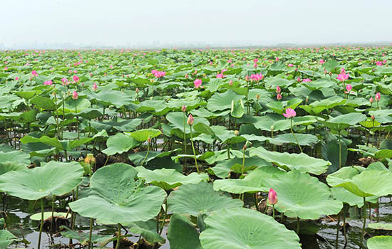 安徽有哪些国家湿地公园