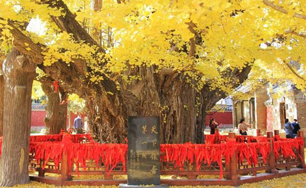 日照有哪些4a景点