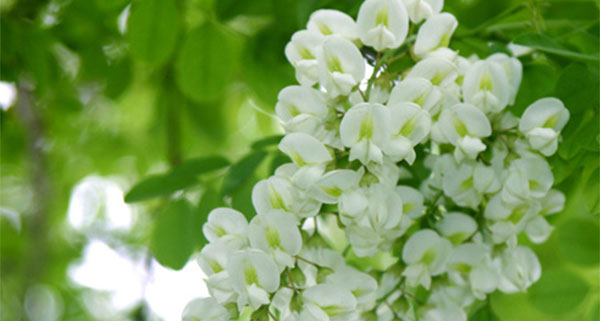 莱芜旅游景点有哪些