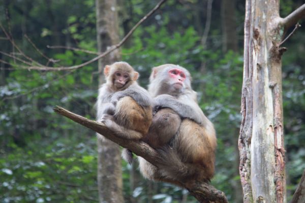 合肥野生动物园介绍