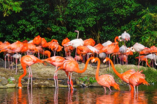 合肥野生动物园的门票价格