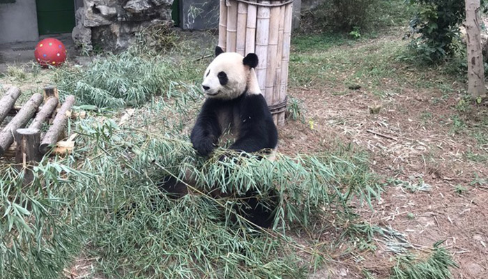 日本出生大熊猫香香回国再延期