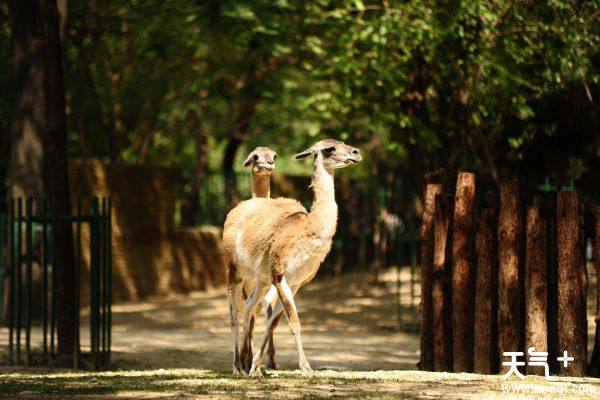 动物园排行_中国最受欢迎的十大动物园,北京动物园排名第一(2)