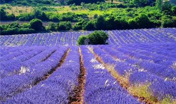 普罗旺斯是哪个国家的